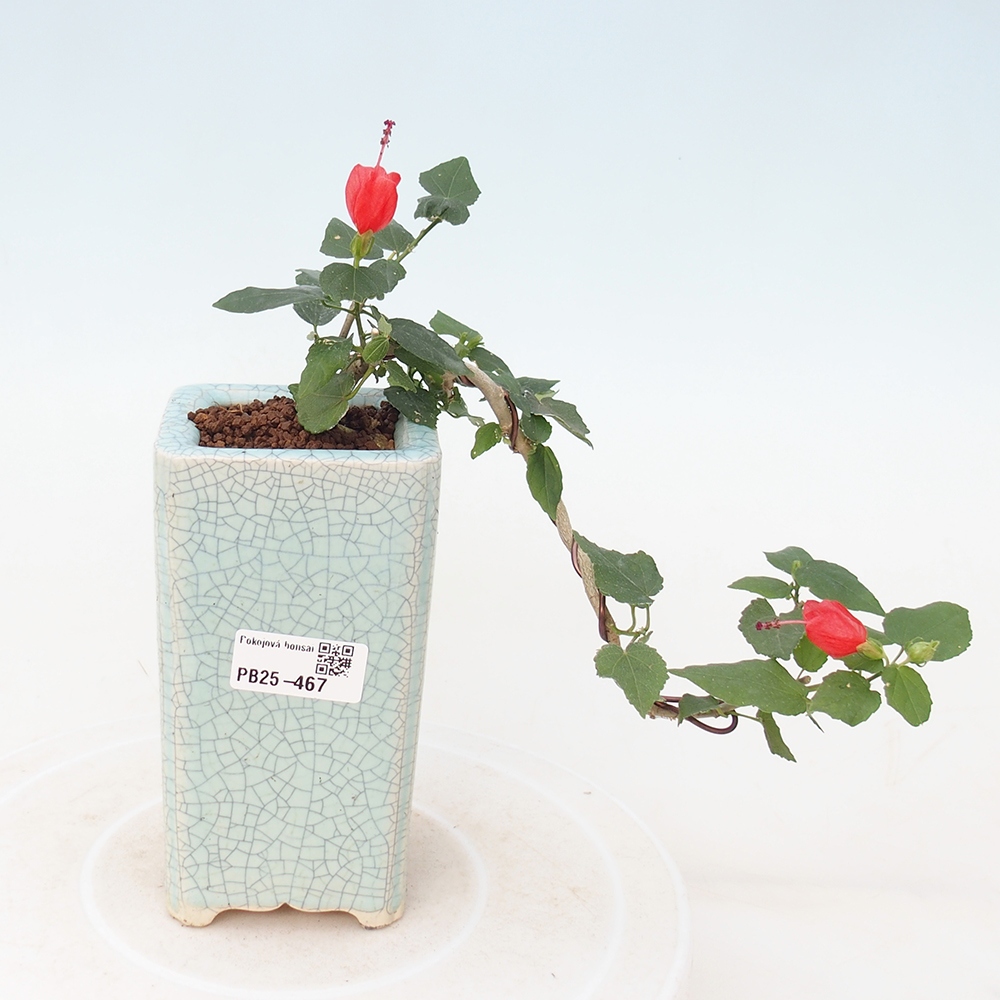 Bonsaï d'intérieur - Malvaviscus arboreus