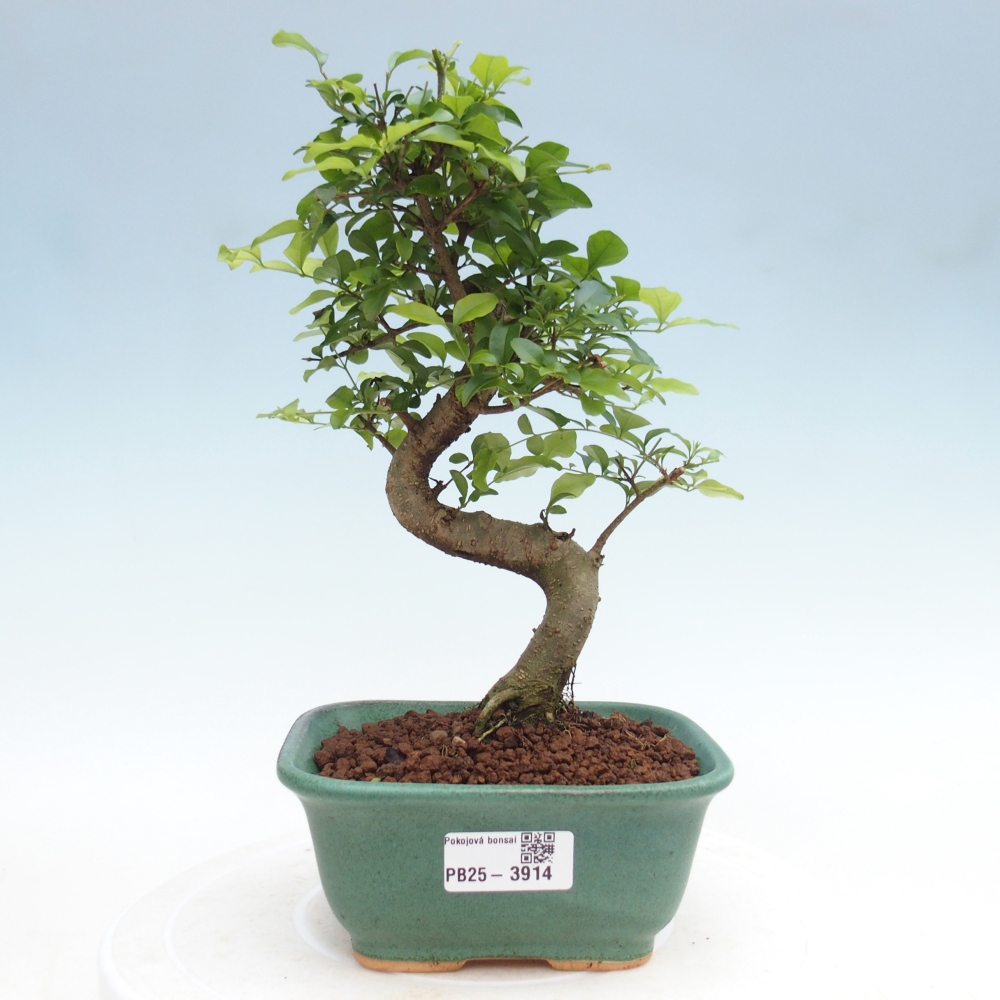 Bonsaï de chambre -Ligustrum chinensis - Bec d'oiseau