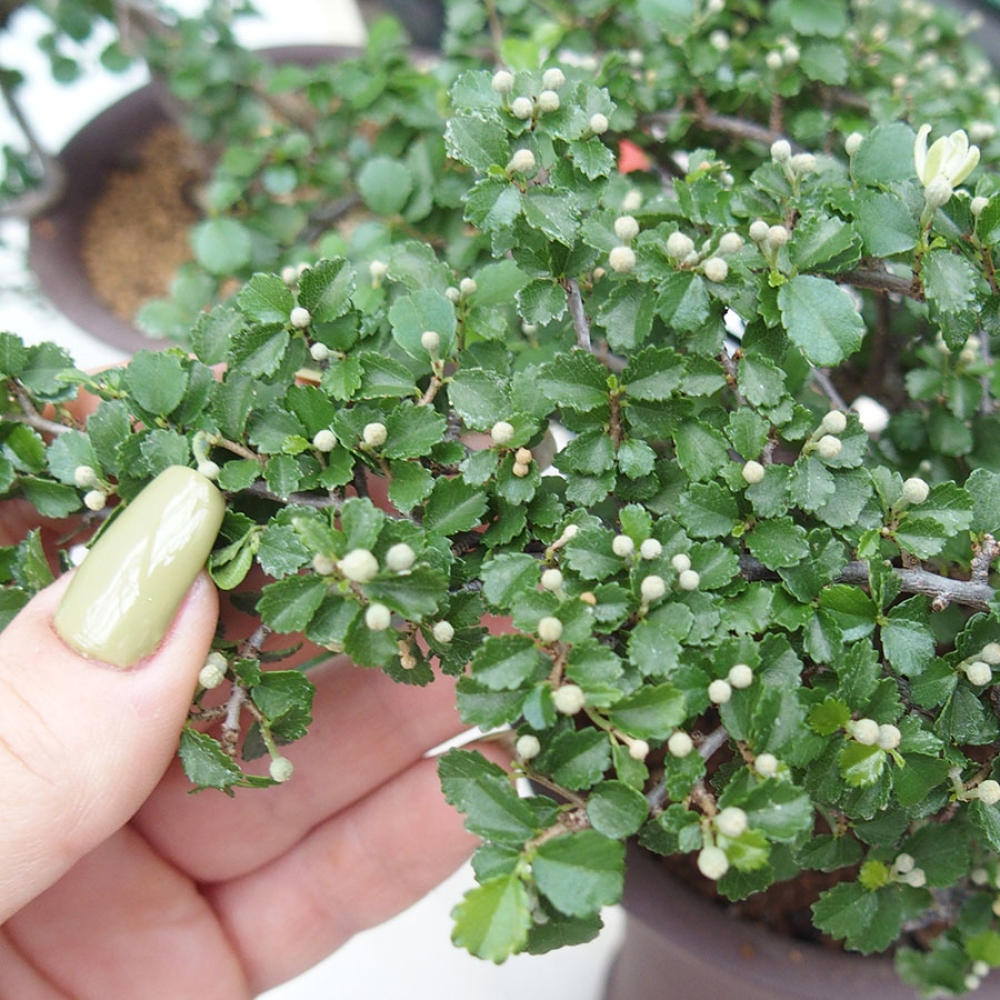 Bonsaï de chambre - Grewia sp. - Grewia malafolia