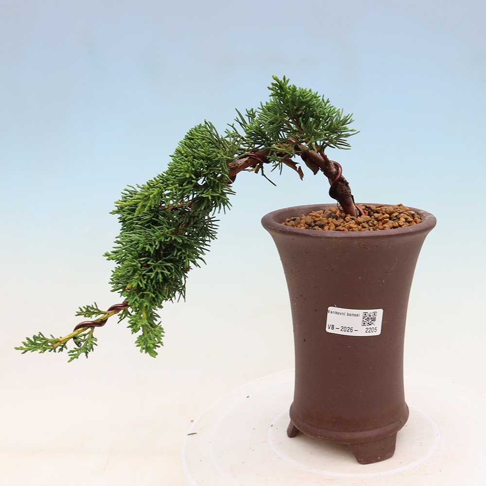 Bonsaï d'extérieur - Juniperus chinensis Kishu
