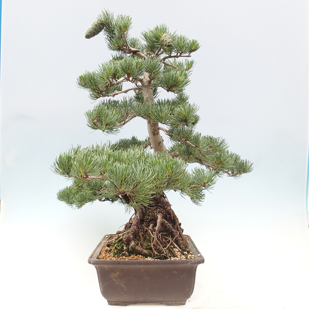 Bonsaï d'extérieur - Pinus parviflora - Pinus parviflora