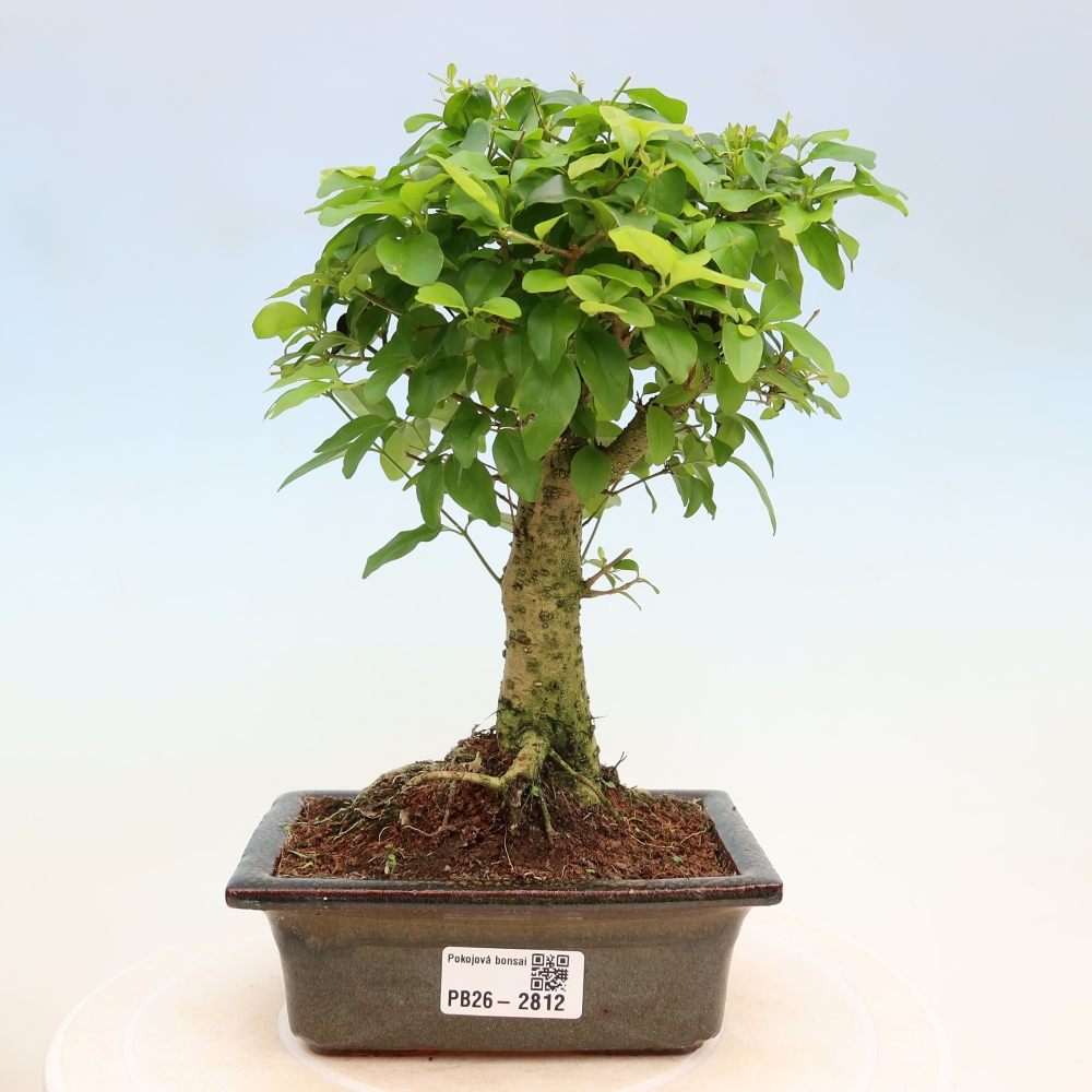 Bonsaï de chambre -Ligustrum chinensis - Bec d'oiseau