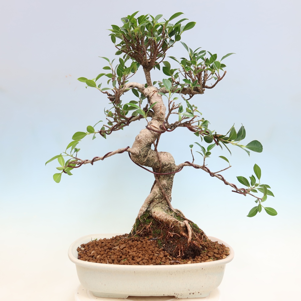 Salle bonsaï - Ficus kimmen - ficus à petites feuilles