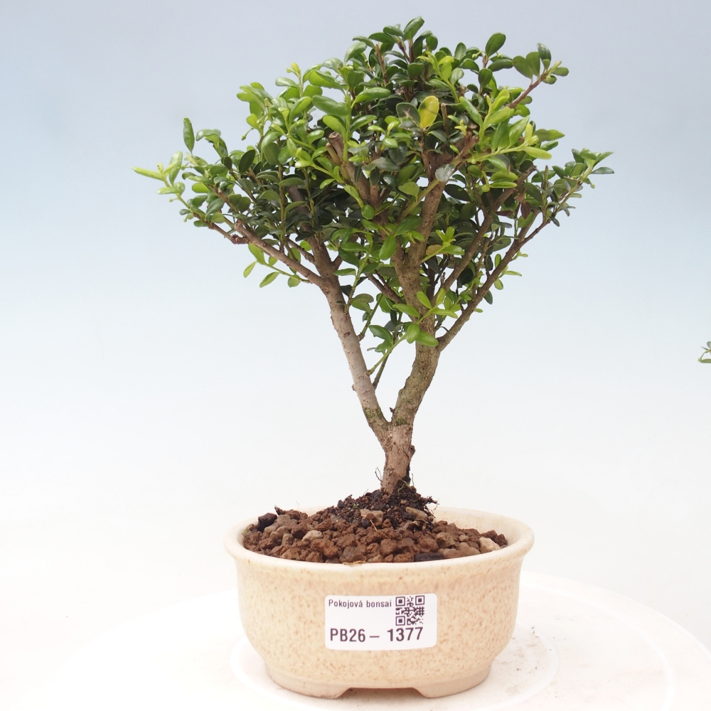 Bonsaï de chambre - Ilex crenata - Houx