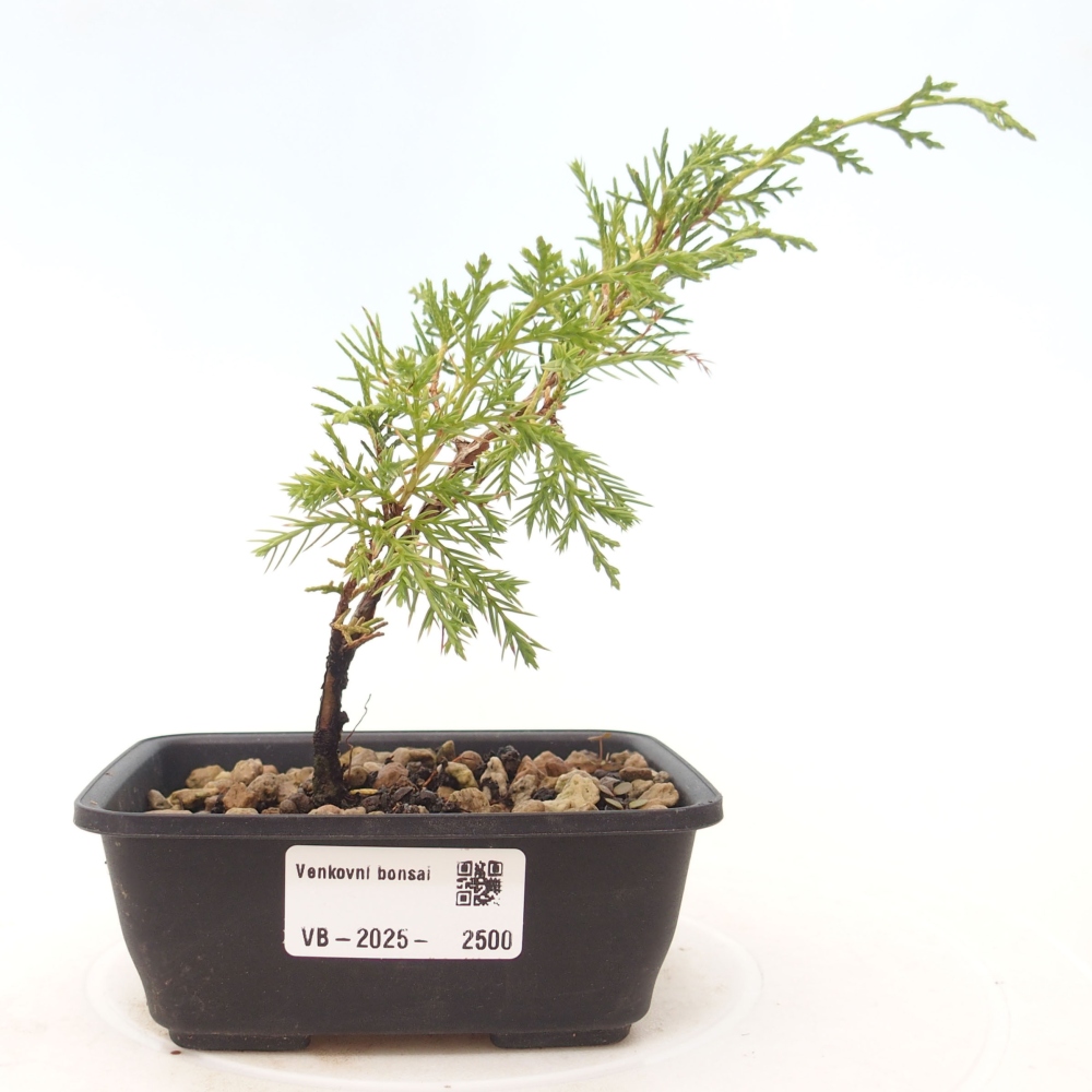 Bonsaï d'extérieur - Juniperus chinensis Itoigawa