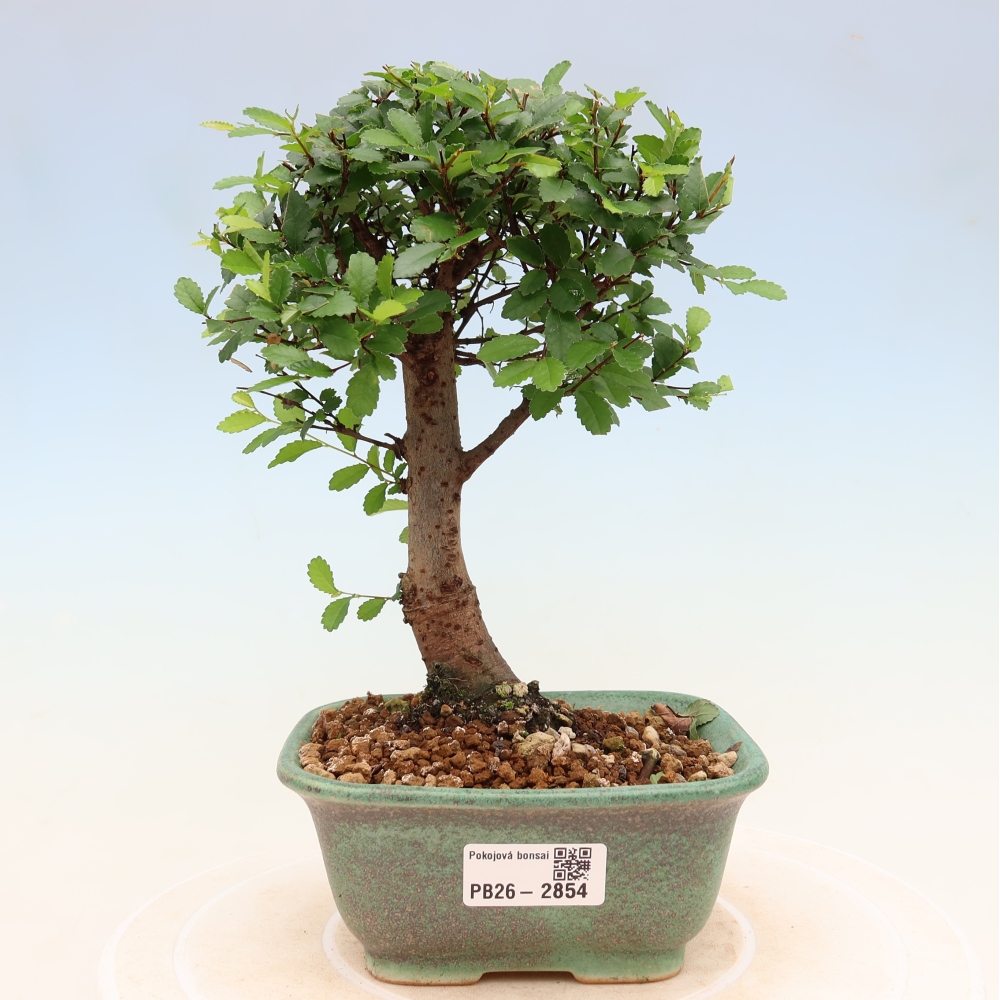 Bonsaï de chambre - Ulmus parvifolia - Orme à petites feuilles