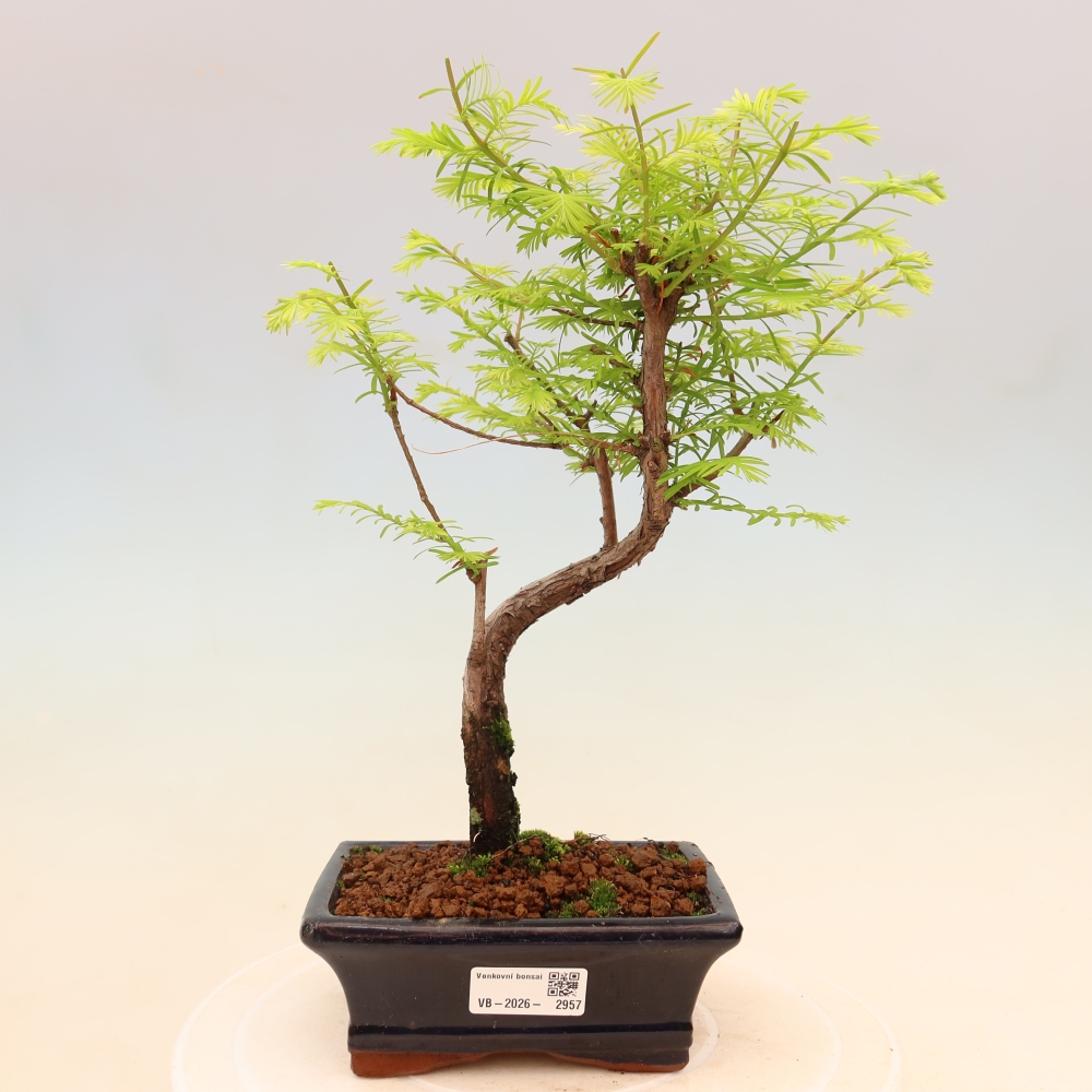 Bonsaï d'extérieur - Metasequoia glyptostroboides - Metasequoia chinois
