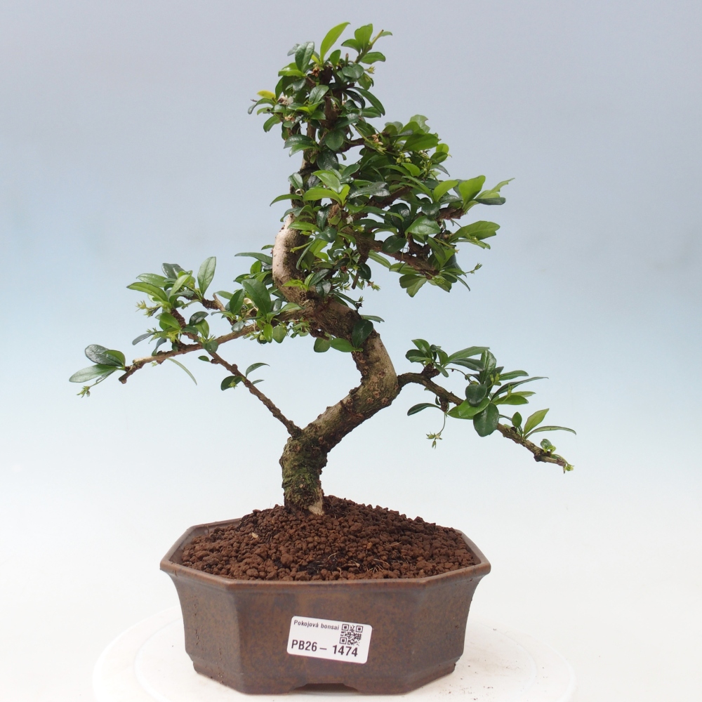 Bonsaï de chambre - Carmona macrophylla - Tea fuki
