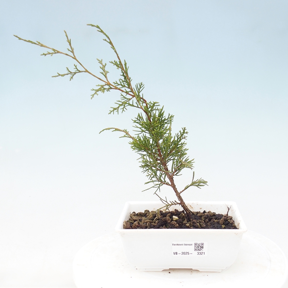 Bonsaï d'extérieur - Juniperus chinensis Itoigawa