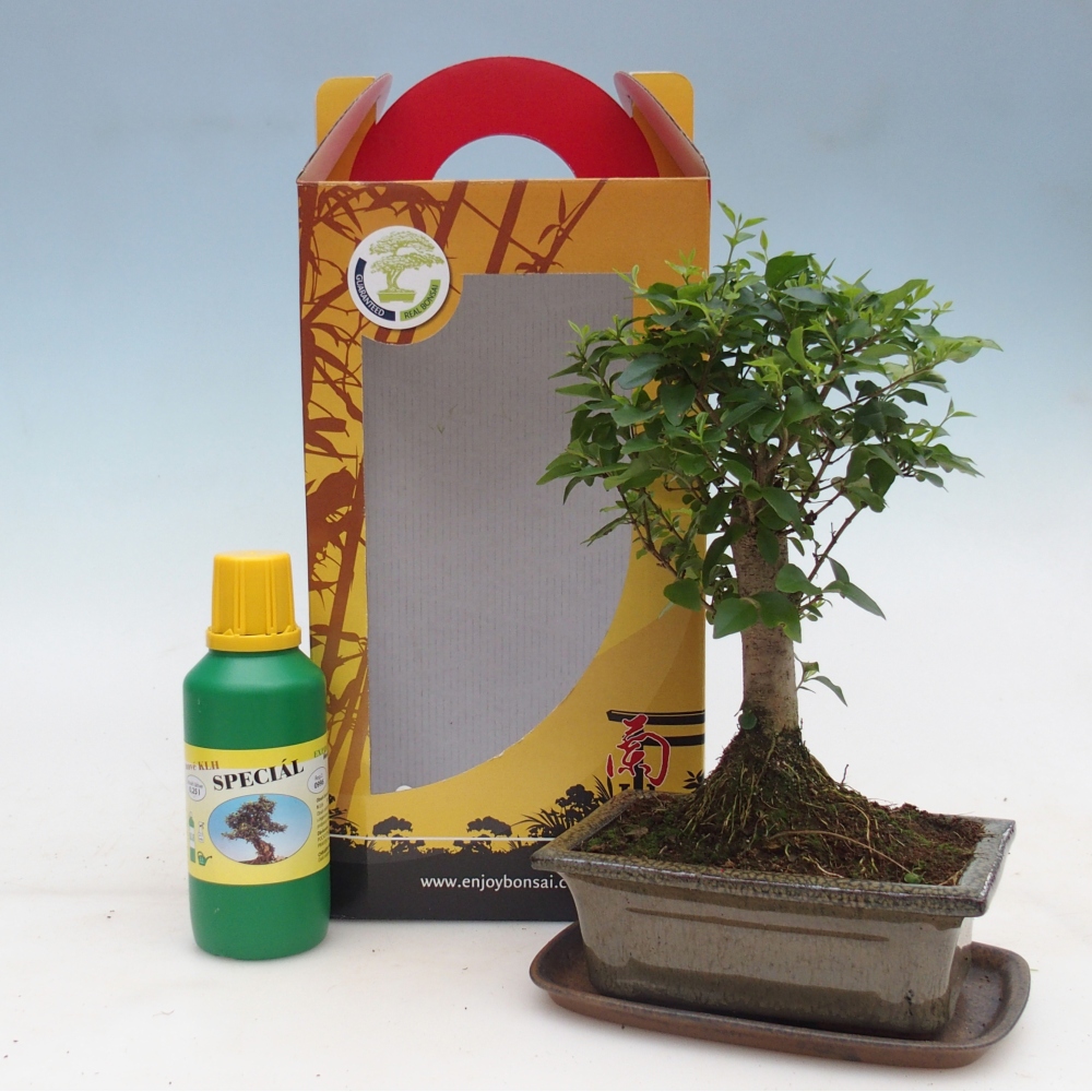 Bonsaï de chambre en boîte cadeau Ligustrum chinensis - Bec d'oiseau