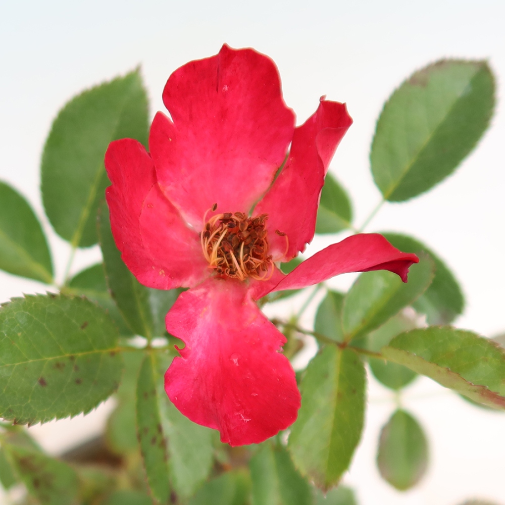 Bonsaï d'extérieur - Rosa Kordes - rose