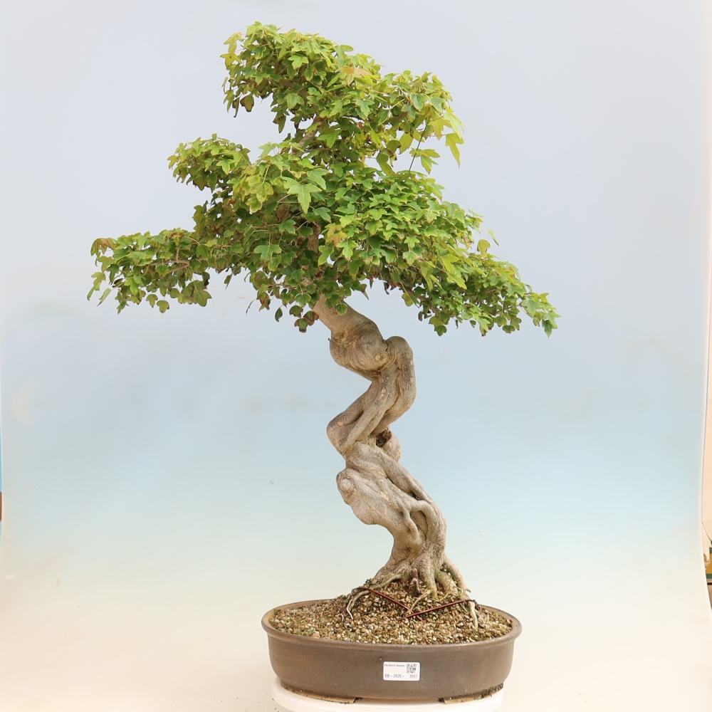 Bonsaï d'extérieur - Acer Buergerianum - Burger Maple