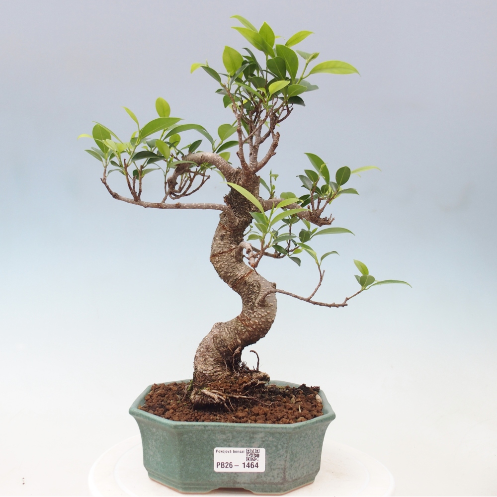 Salle bonsaï - Ficus retusa - ficus à petites feuilles