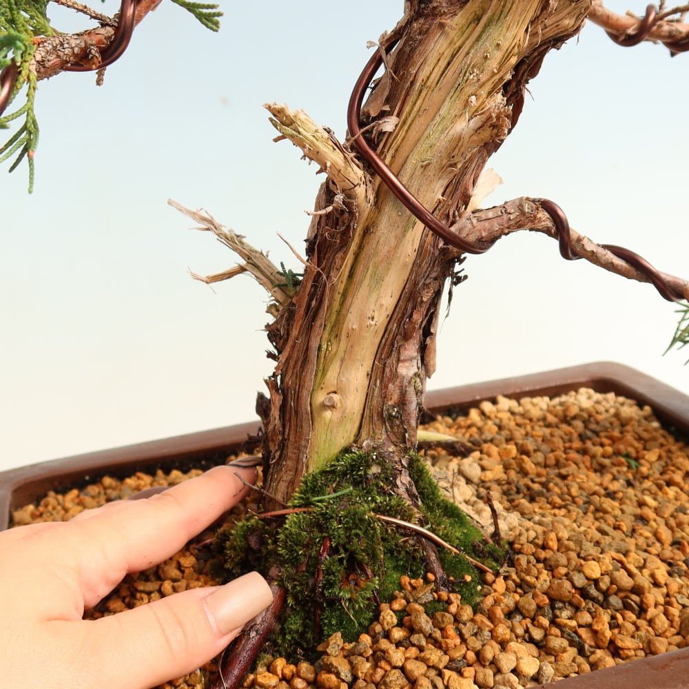 Bonsaï d'extérieur - Juniperus chinensis Kishu