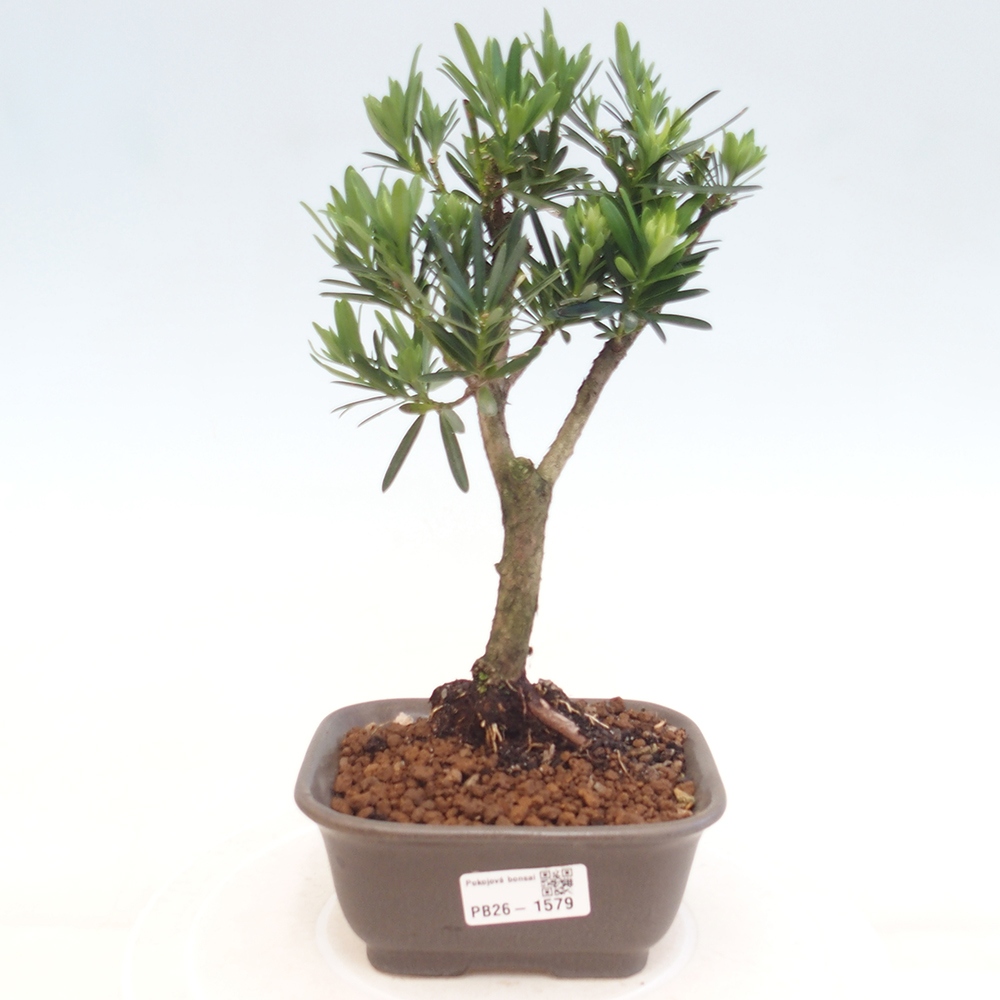 Salle bonsaï - Podocarpus - If en pierre