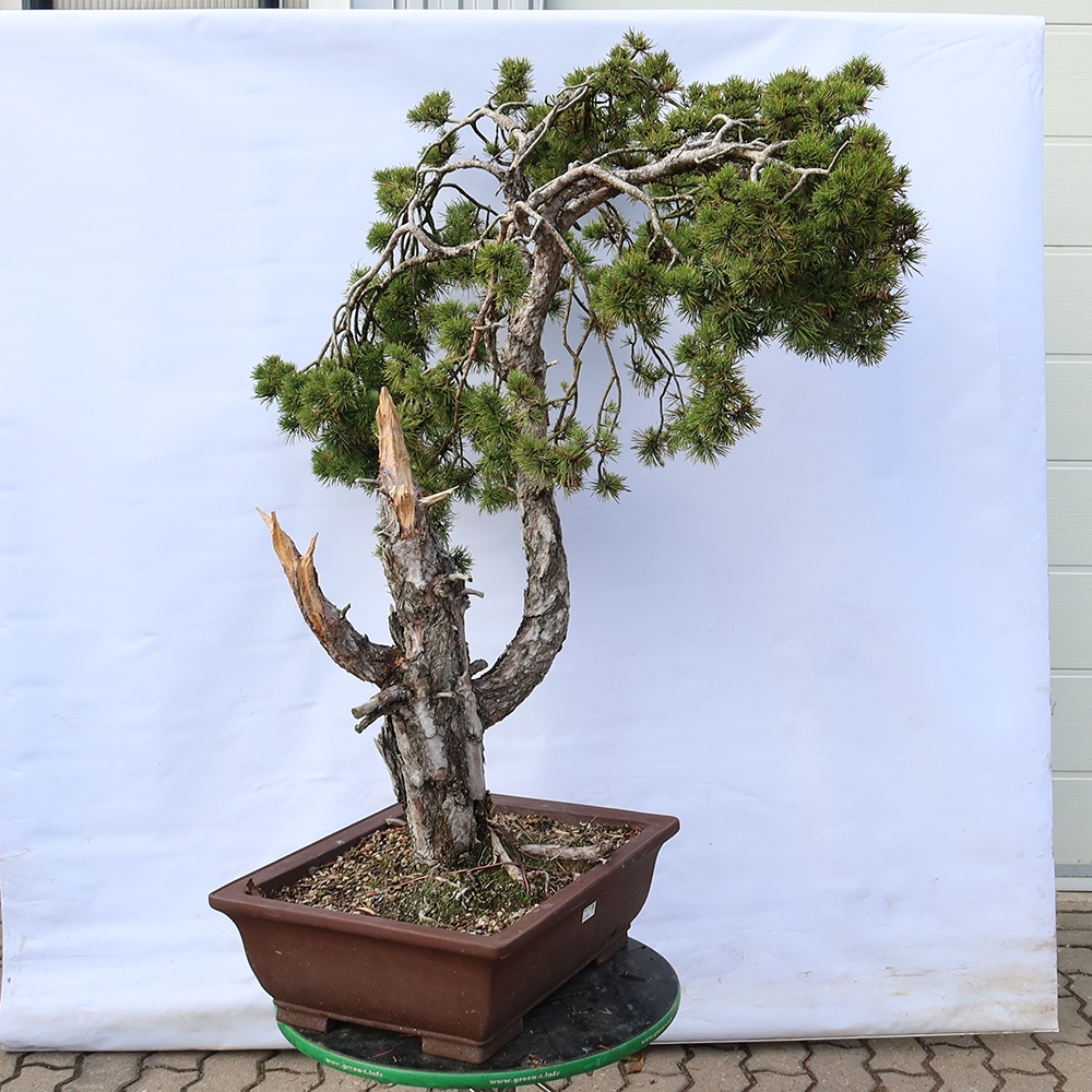 Pinus sylvestris Espagne - pin sylvestre