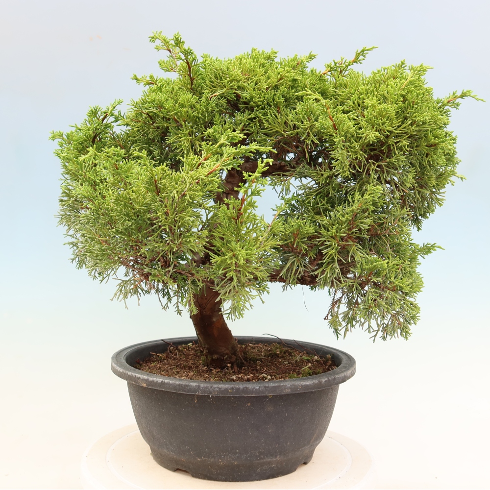 Bonsaï d'extérieur - Juniperus chinensis Itoigawa-Juniperus chinensis