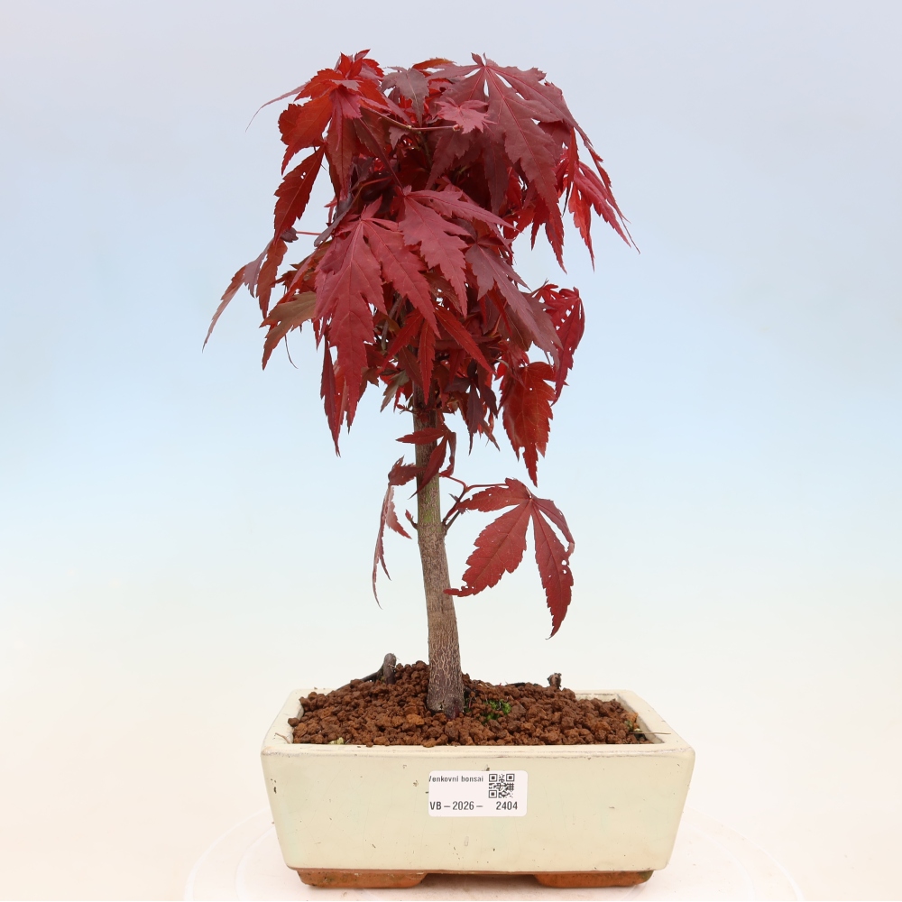 Bonsaï d'extérieur - Acer palm. Atropurpureum-Javor palmate