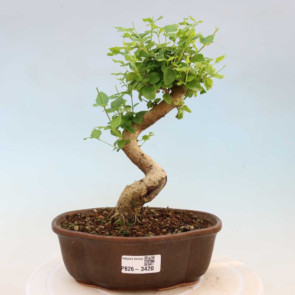 Bonsaï de chambre -Ligustrum chinensis - Bec d'oiseau