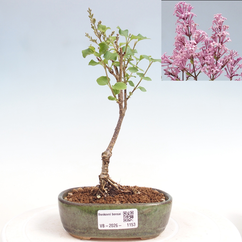 Bonsaï d'extérieur - Syringa Meyeri Palibin - Lilas de Meyer