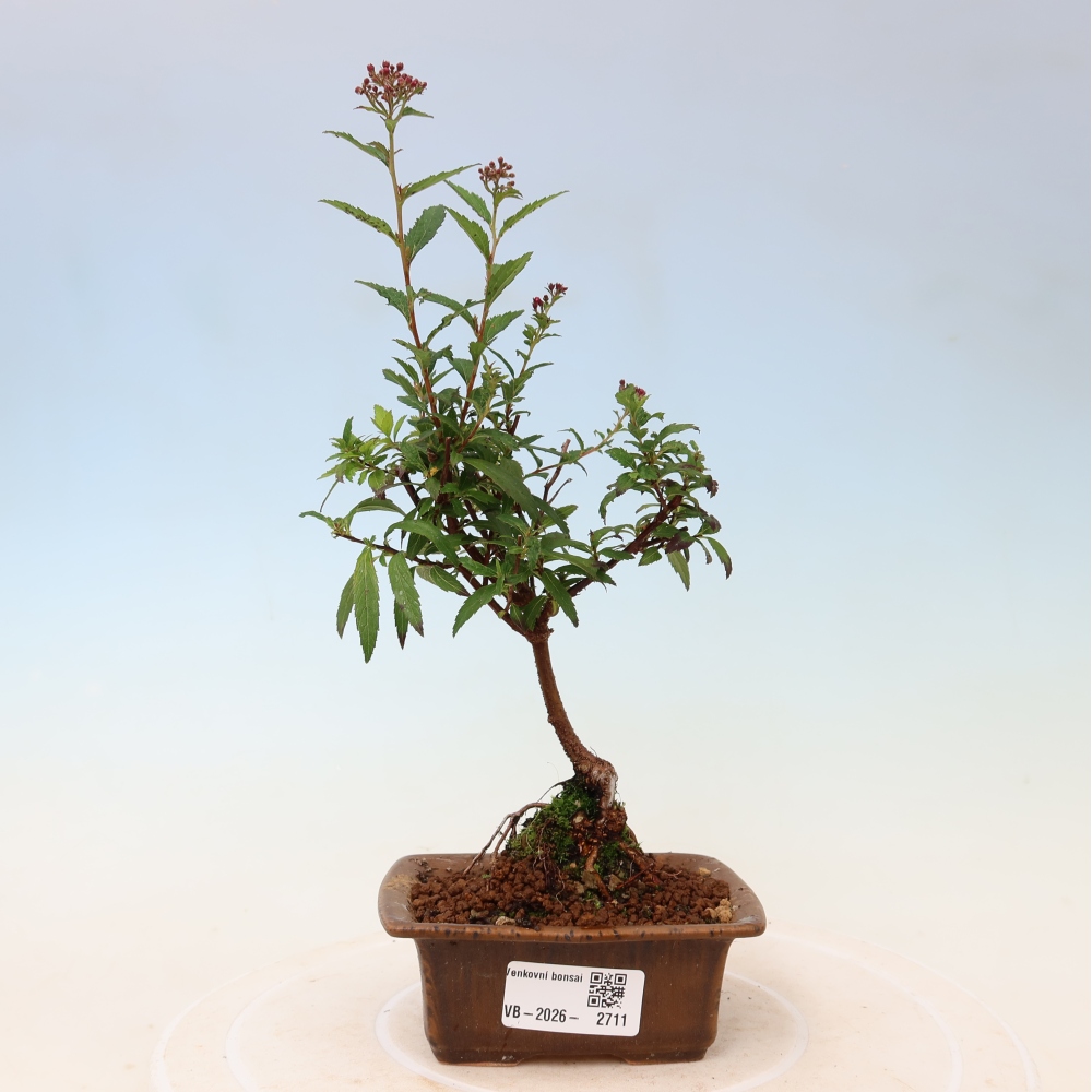 Bonsaï d'extérieur - spirée du Japon - Spirea japonica Anthony Waterer