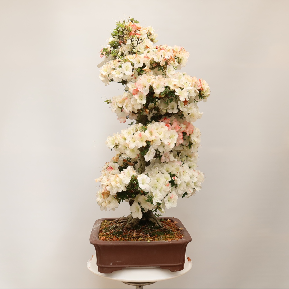 Bonsaï d'extérieur - Azalée japonaise - Azalea Tochizumi