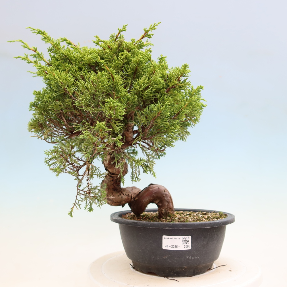 Bonsaï d'extérieur - Juniperus chinensis Itoigawa-Juniperus chinensis