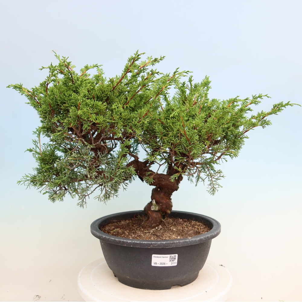 Bonsaï d'extérieur - Juniperus chinensis Itoigawa-Juniperus chinensis