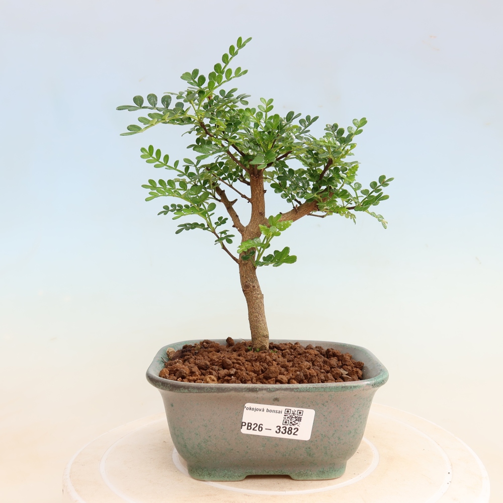 Salle bonsaï - Zantoxylum piperitum - arbre à poivre