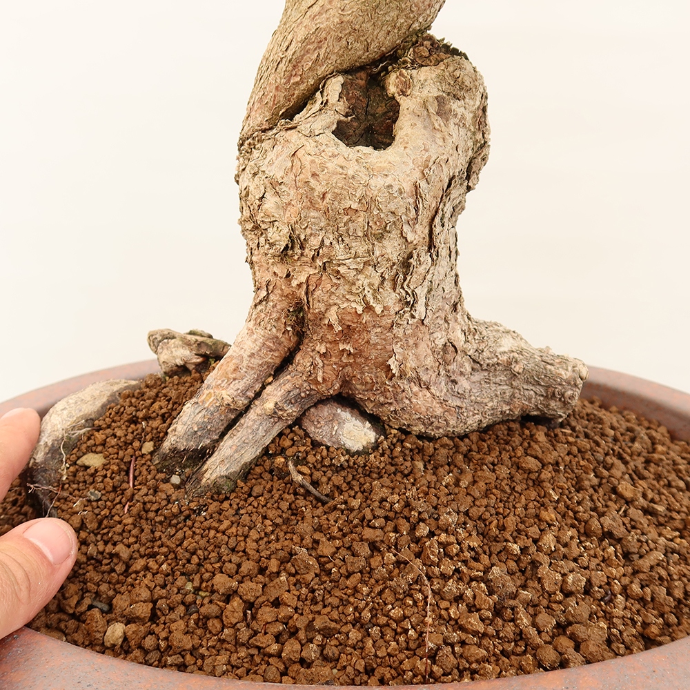 Bonsaï d'extérieur -Carpinus Coreana - Charme de Corée