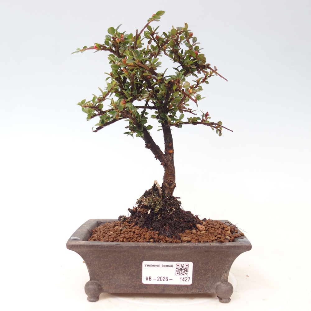 Bonsaï d'extérieur - Cotoneaster horizontalis - Rocky Mountain