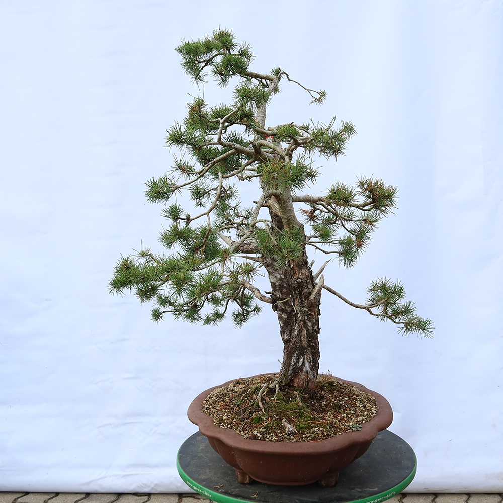 Pinus sylvestris Espagne - pin sylvestre