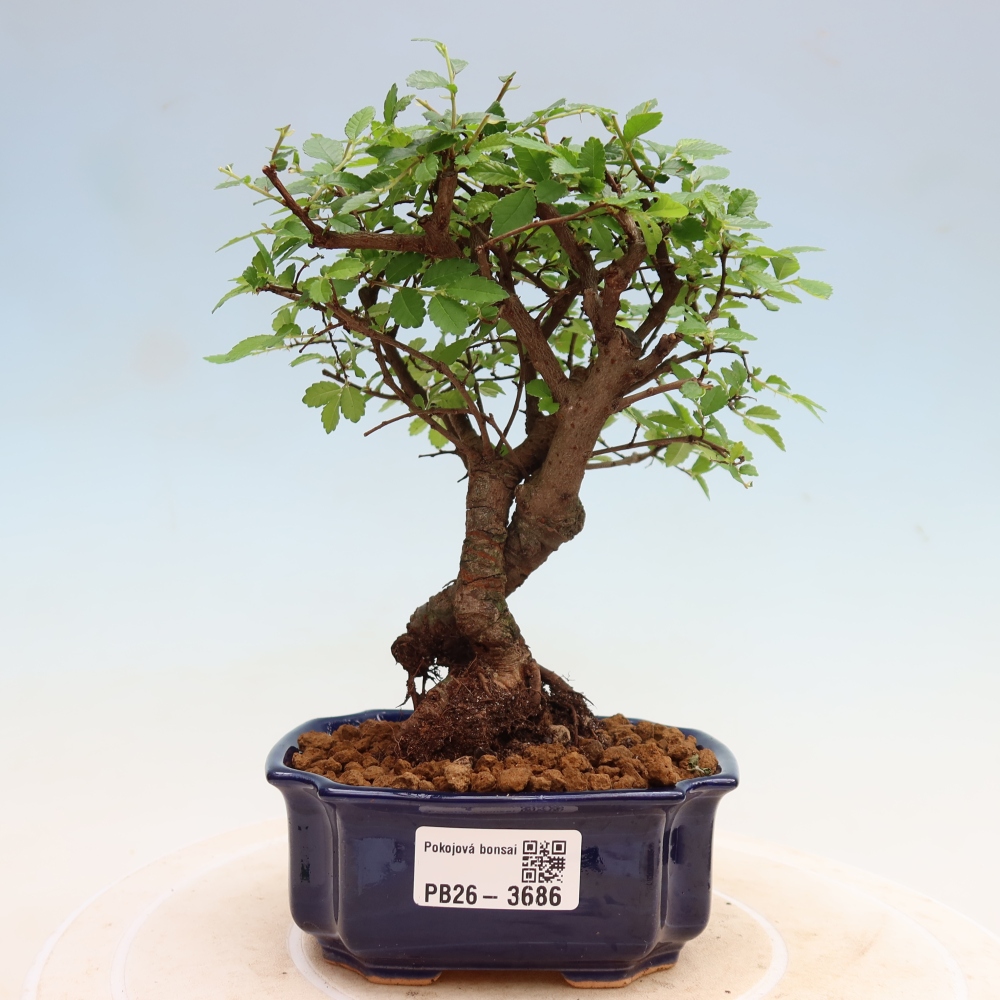 Bonsaï de chambre - Ulmus parvifolia - Orme à petites feuilles