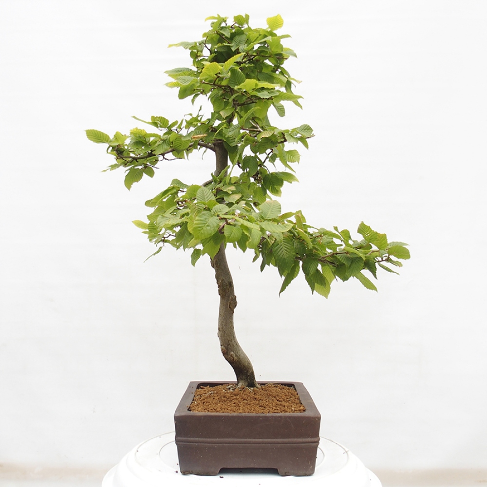 Bonsaï d'extérieur - Charme - Carpinus betulus