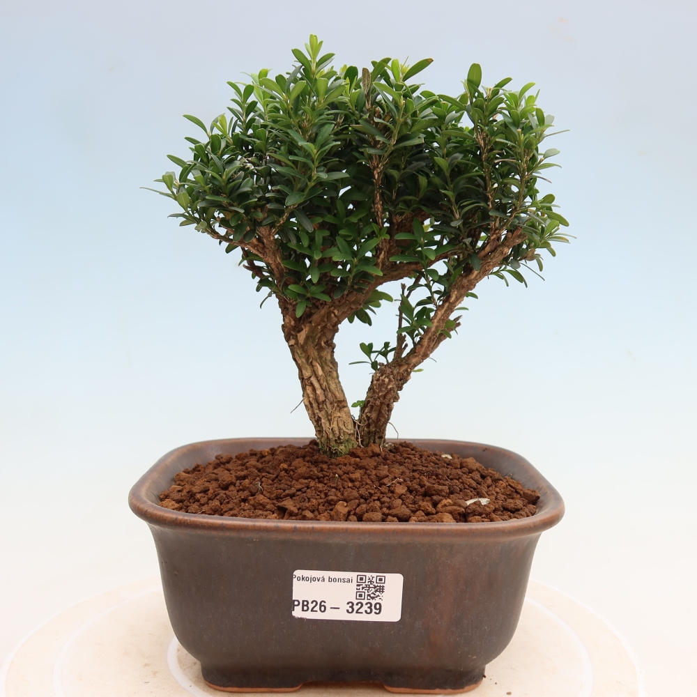 Bonsaï de chambre - Buxus harlandii - buxus liège