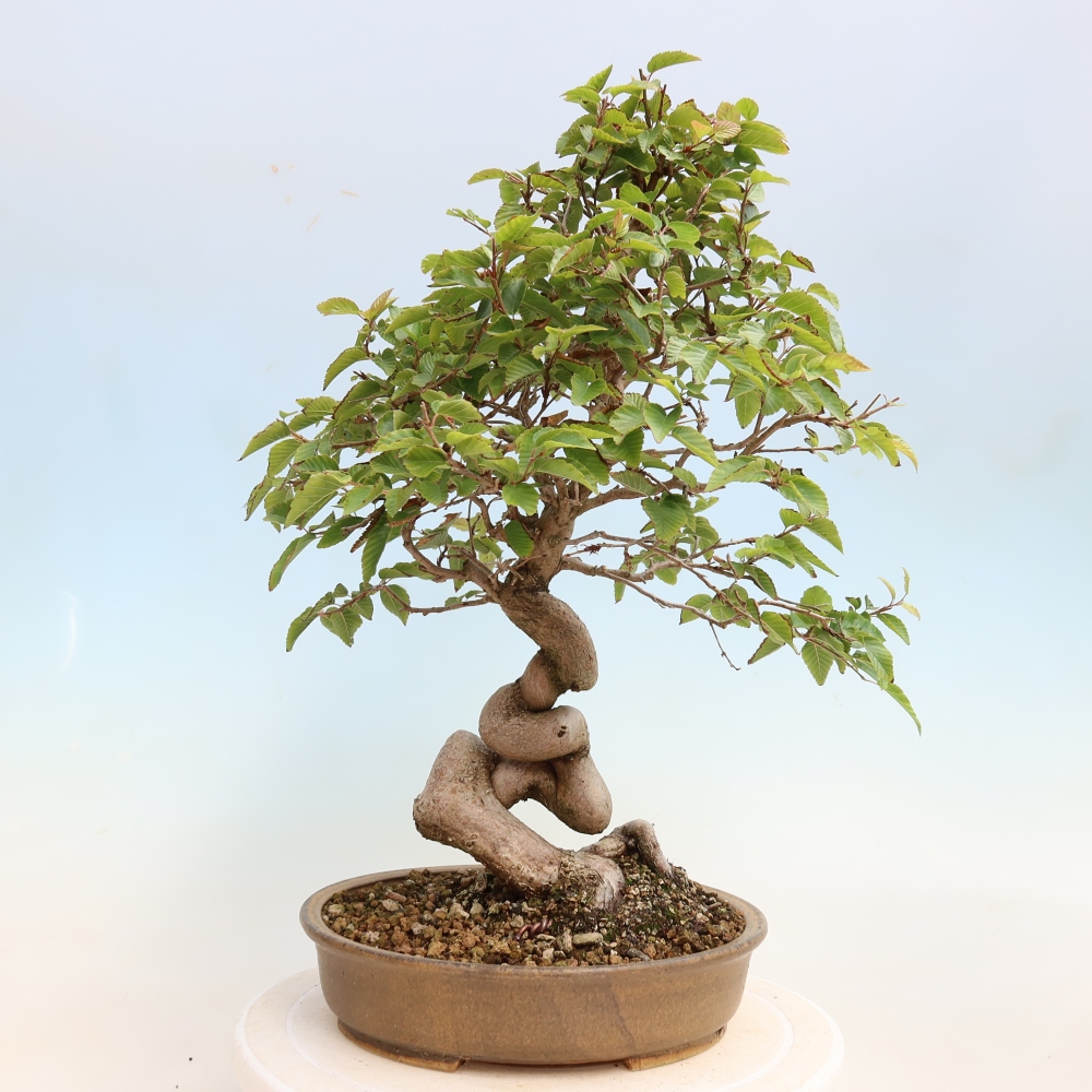 Bonsaï d'extérieur -Carpinus CARPINOIDES - Charme de Corée