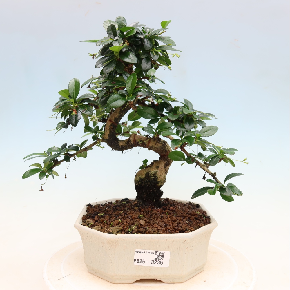 Bonsaï de chambre - Carmona macrophylla - Tea fuki