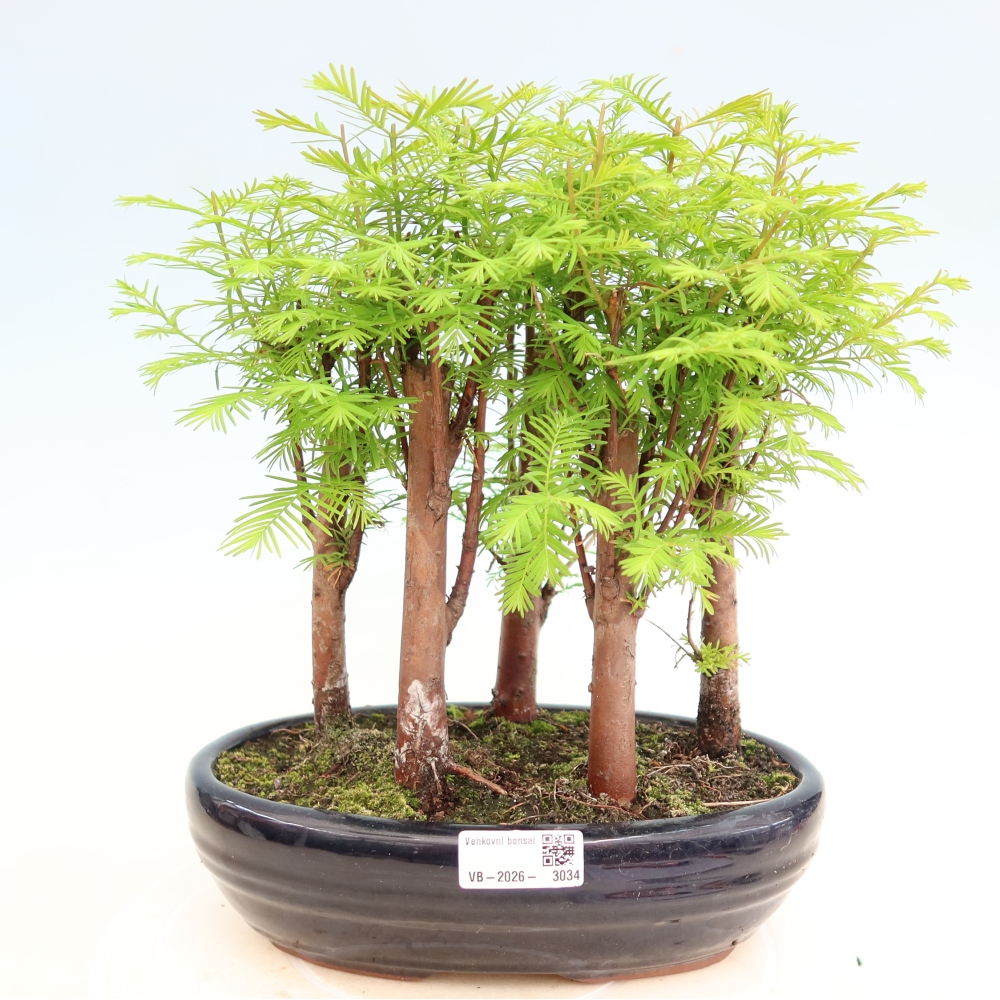 Bonsaï d'extérieur - Metasequoia glyptostroboides - Métaséquoia de Chine - petit bosquet