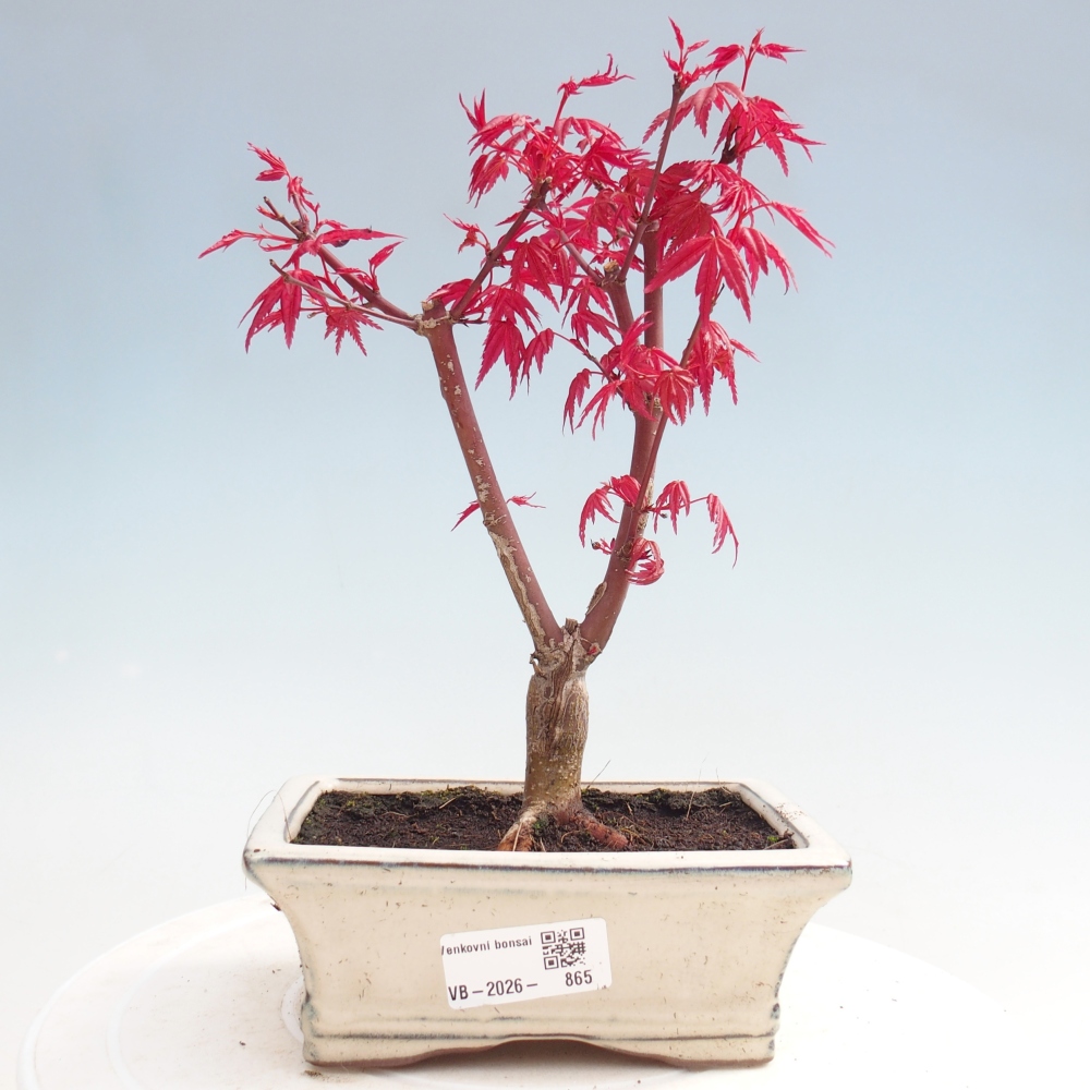 Bonsaï d'extérieur - Acer palmatum DESHOJO