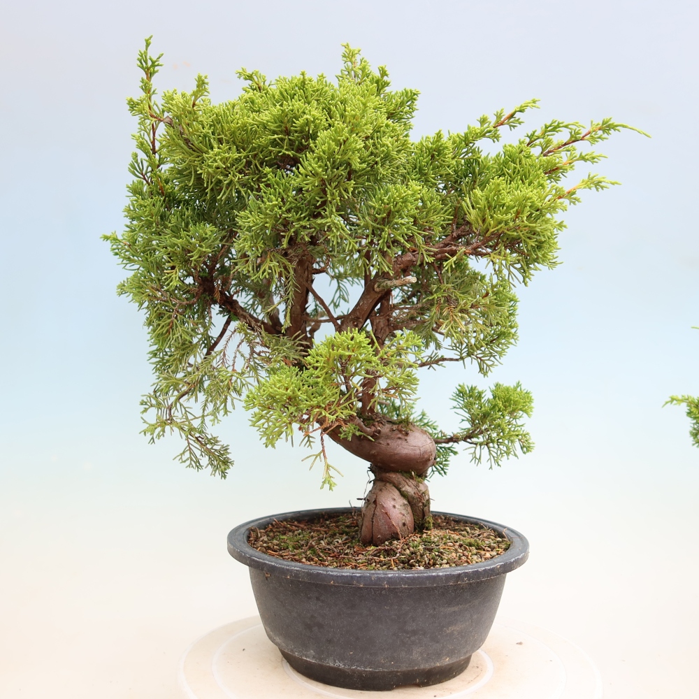 Bonsaï d'extérieur - Juniperus chinensis Itoigawa-Juniperus chinensis