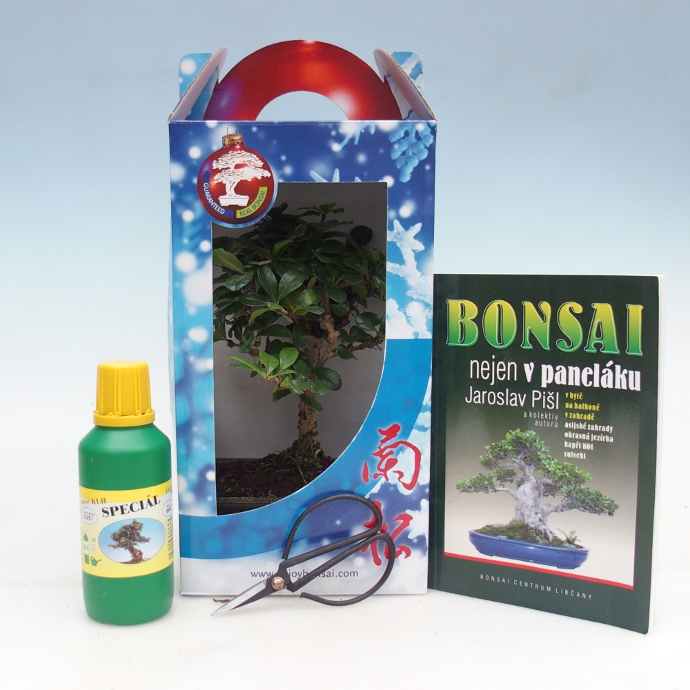 Bonsaï de chambre en boîte cadeau Carmona microphylla - Tea fuki