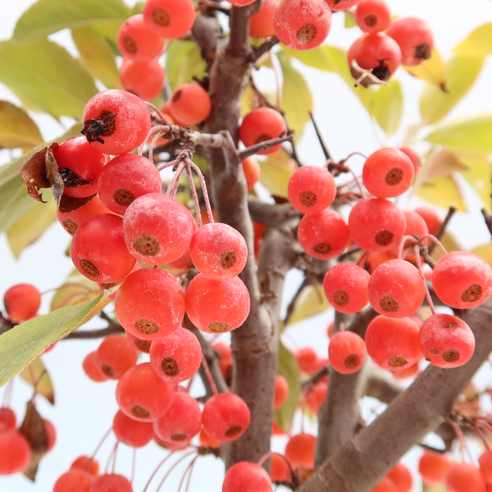 Bonsaï d'extérieur -Malus domestica - Pommier à petits fruits et à feuilles rouges