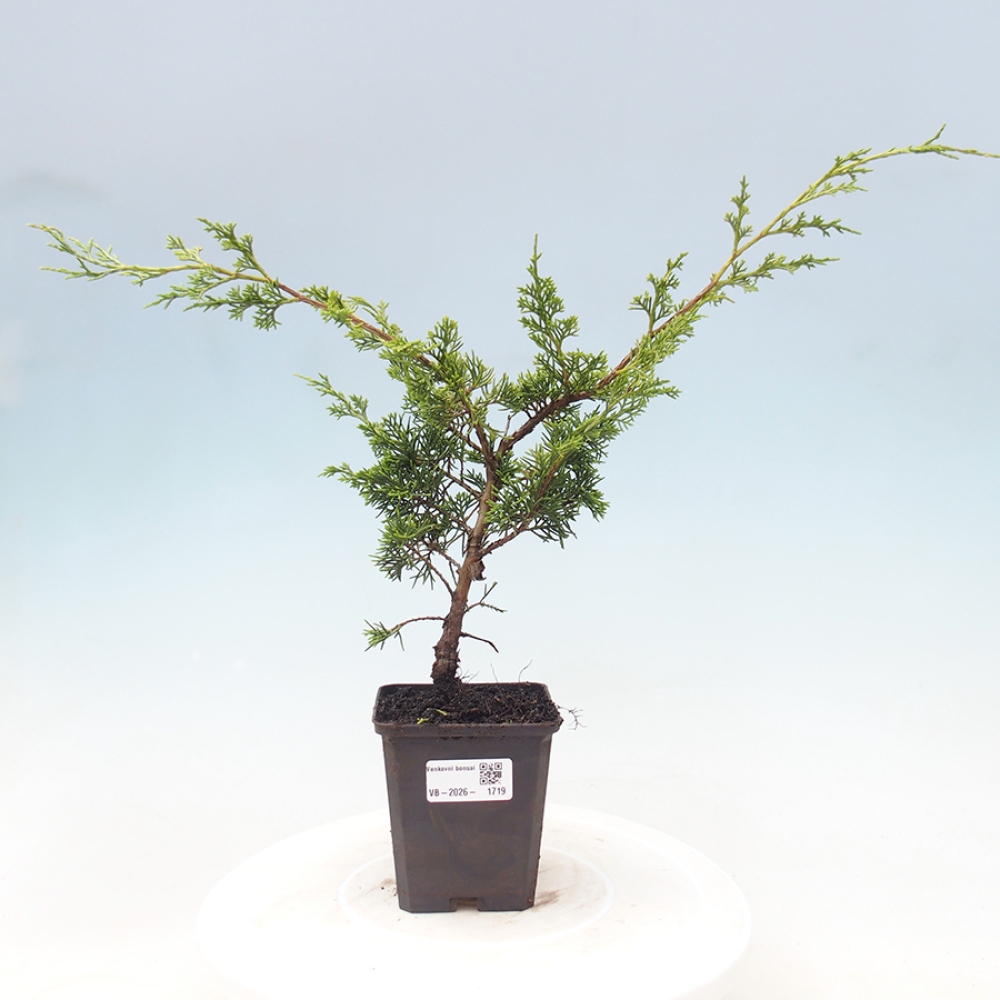 Bonsaï d'extérieur - Juniperus chinensis Itoigawa
