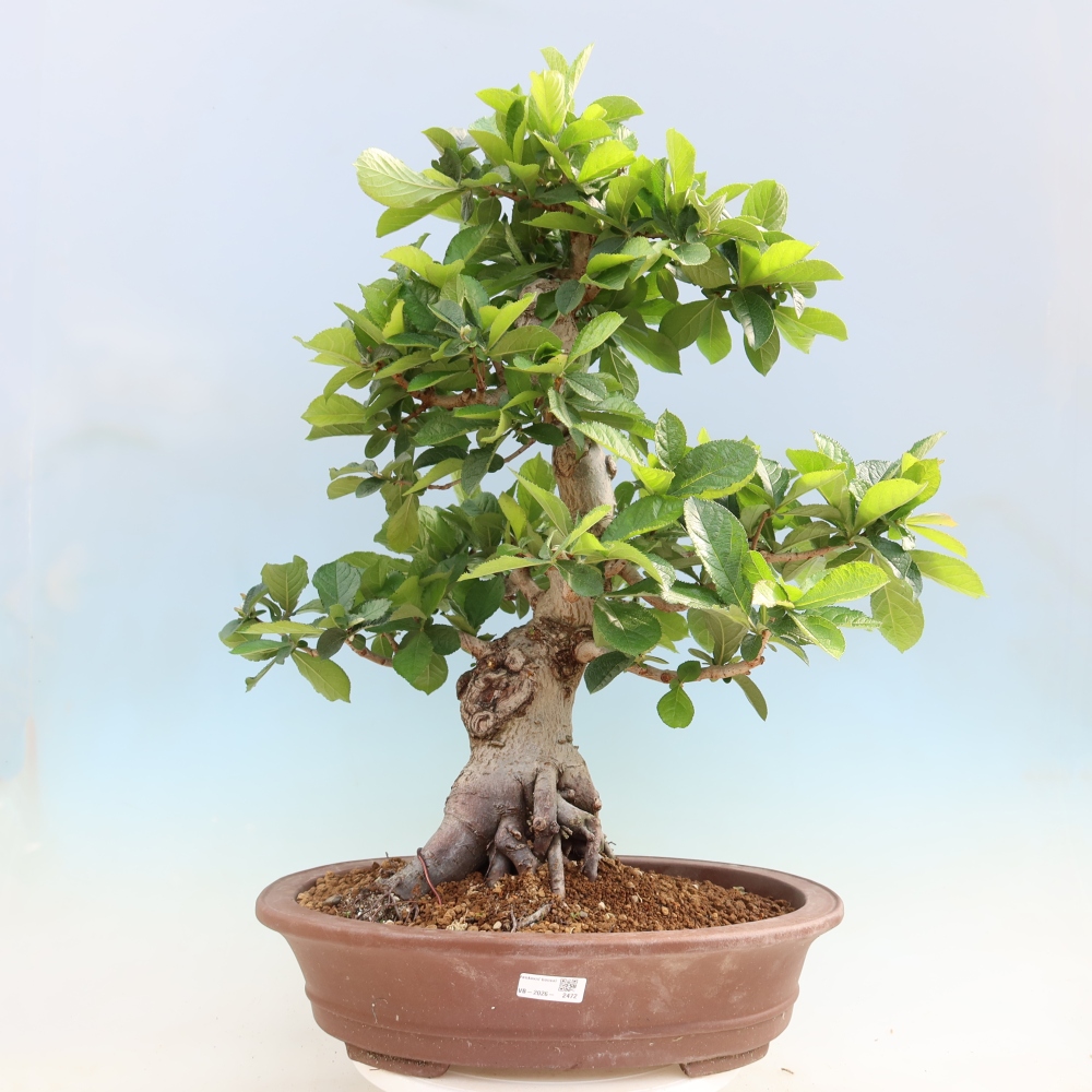 Bonsaï d'extérieur - Photinia villosa
