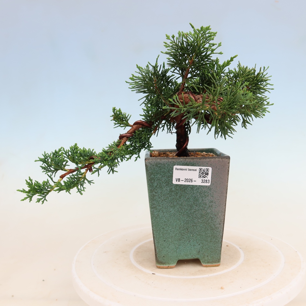 Bonsaï d'extérieur - Juniperus chinensis Kishu