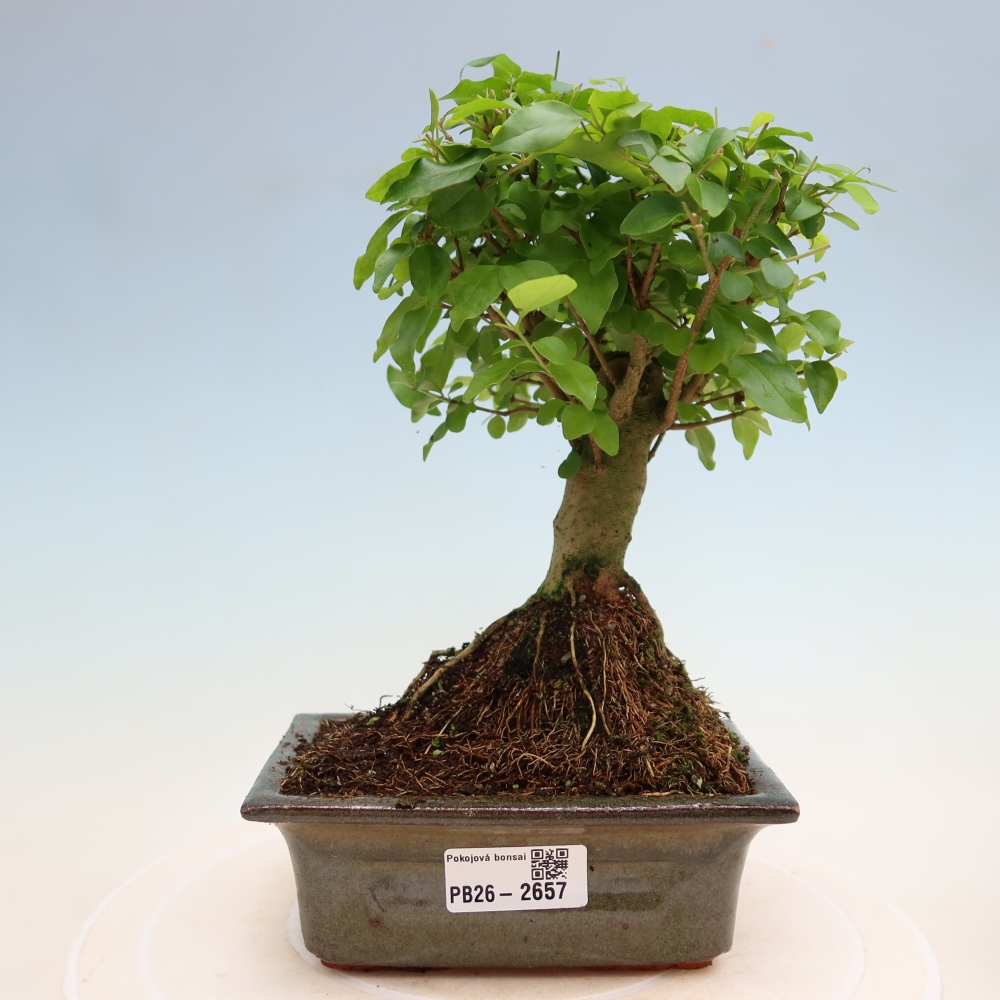 Bonsaï de chambre -Ligustrum chinensis - Bec d'oiseau