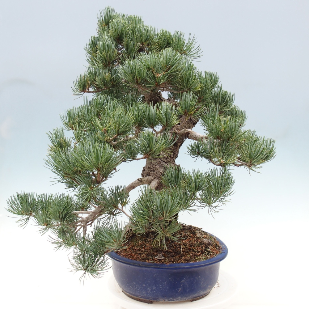 Bonsaï d'extérieur - Pinus parviflora - Pinus parviflora