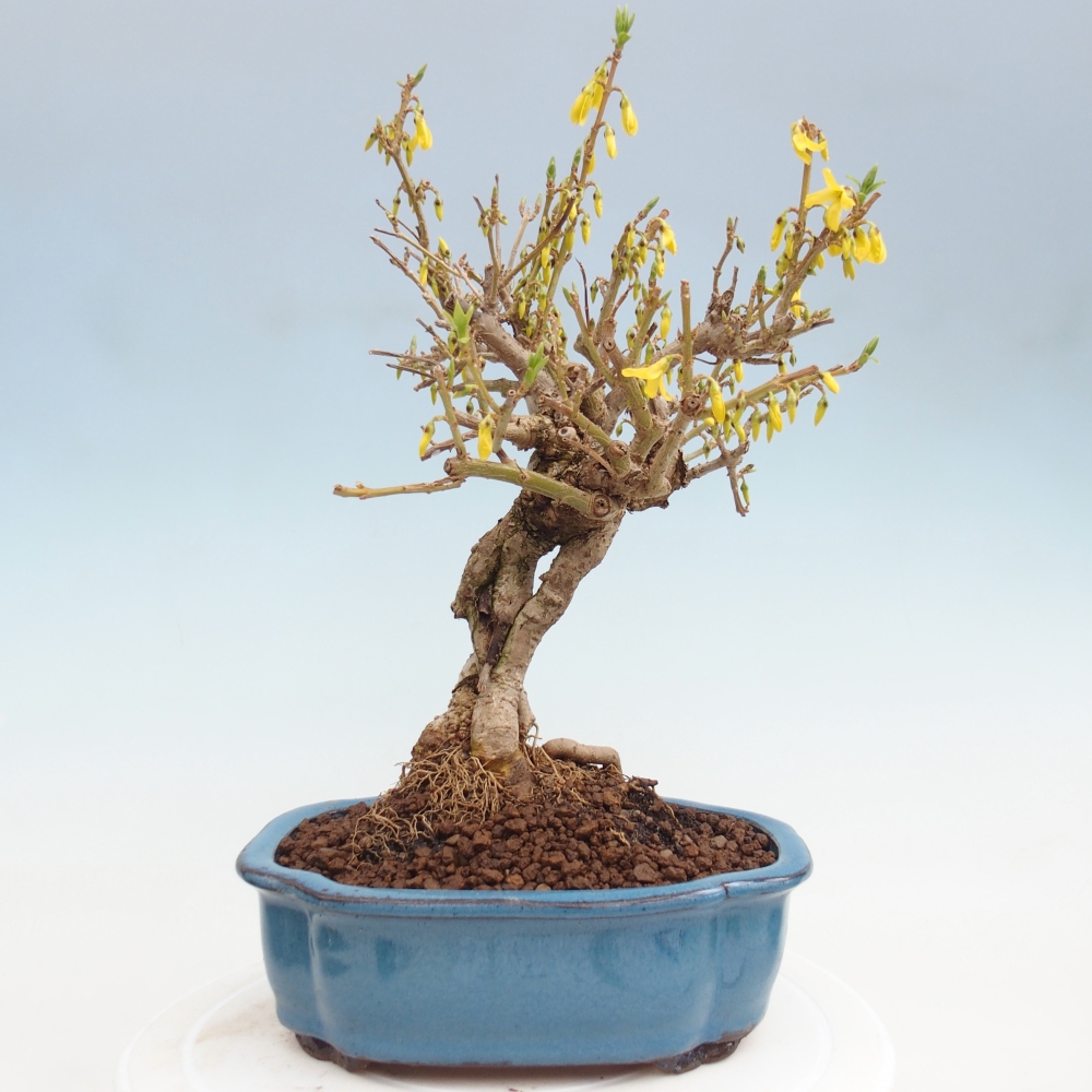 Bonsaï d'extérieur - Zlatice - Forsythia koreana