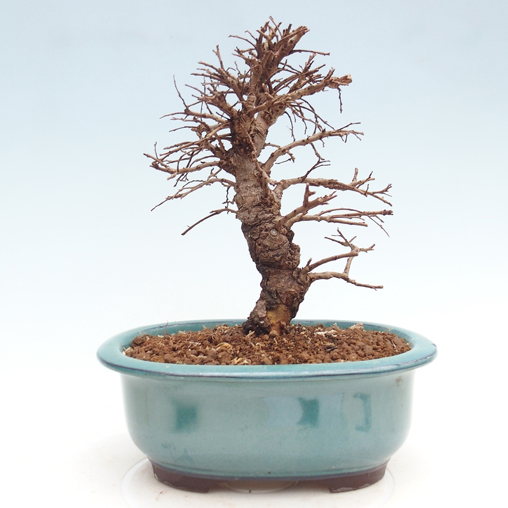 Bonsaï d'extérieur - Zelkova - Zelkova NIRE