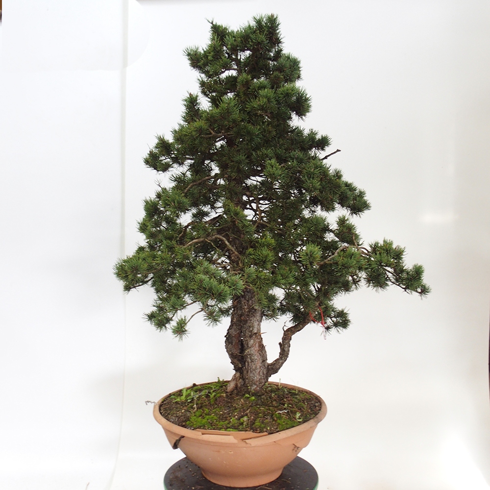 Yamadori - Pinus sylvestris Espagne